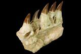 Mosasaur Jaw Section with Five Teeth - Morocco #165994-4